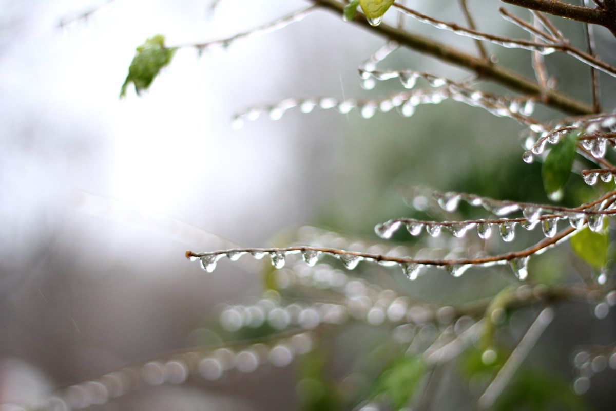drops on branch