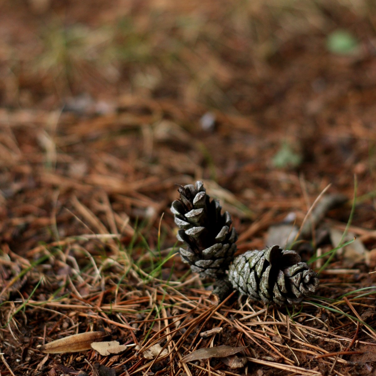 pinecones