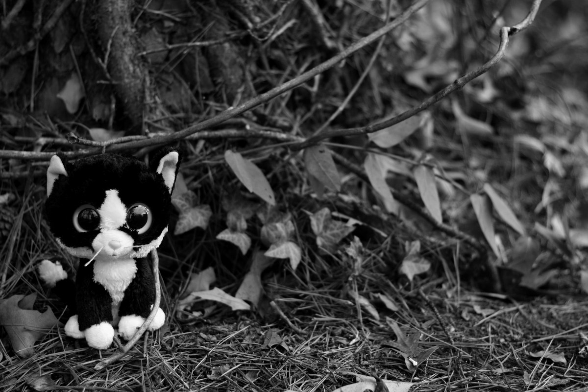 cat black and white