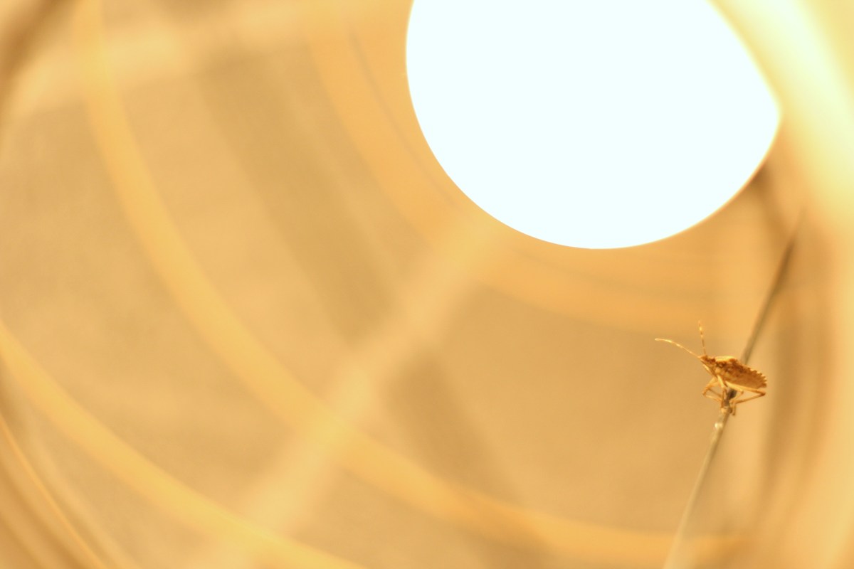 bug in paper lantern