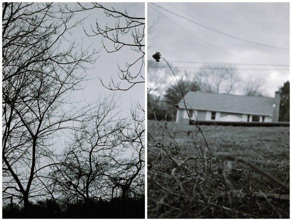 bare branches black and white