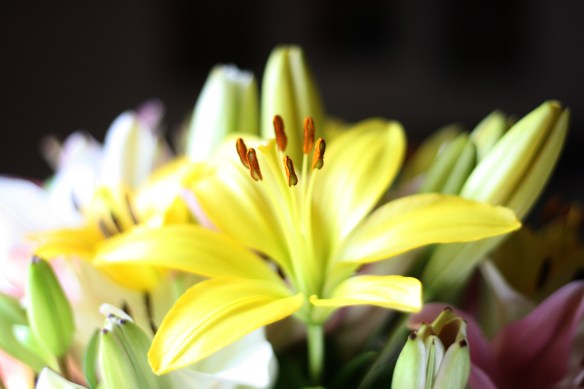 beautiful yellow lily