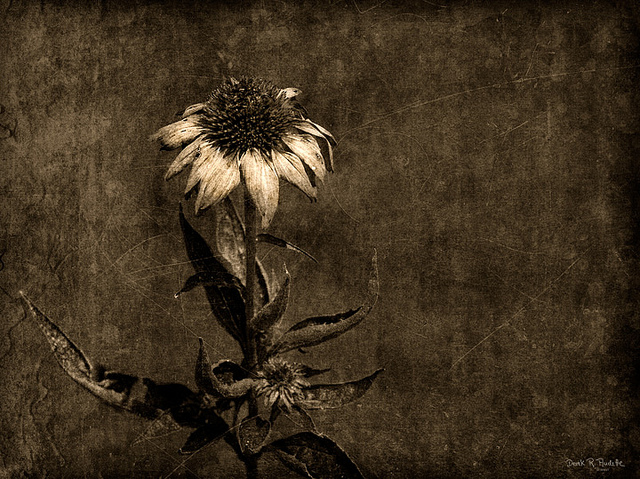 Dry-and-Dying-Flower