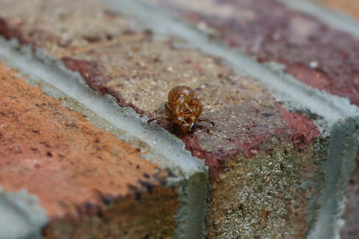 cicada exoskeleton