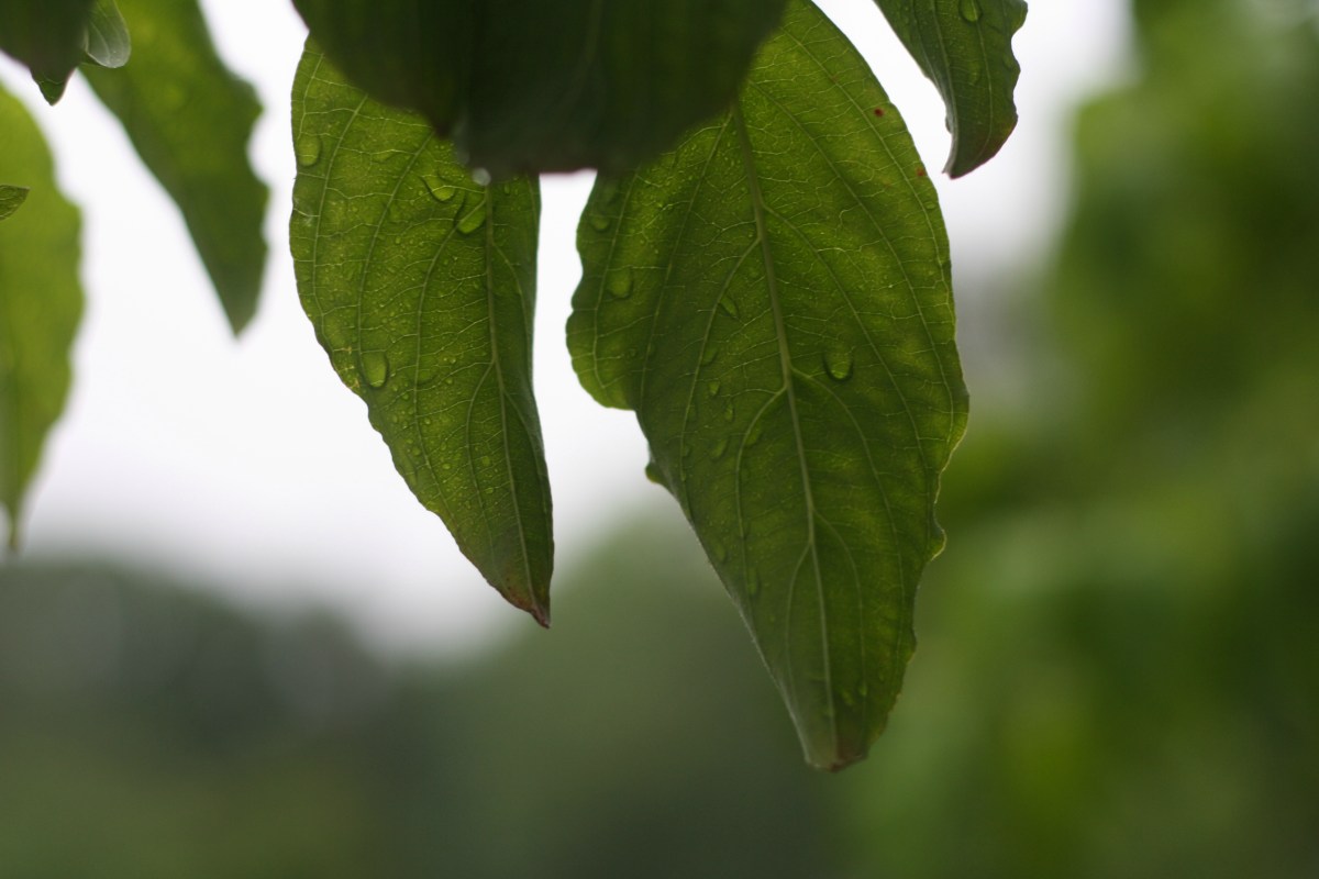 rain on leaves