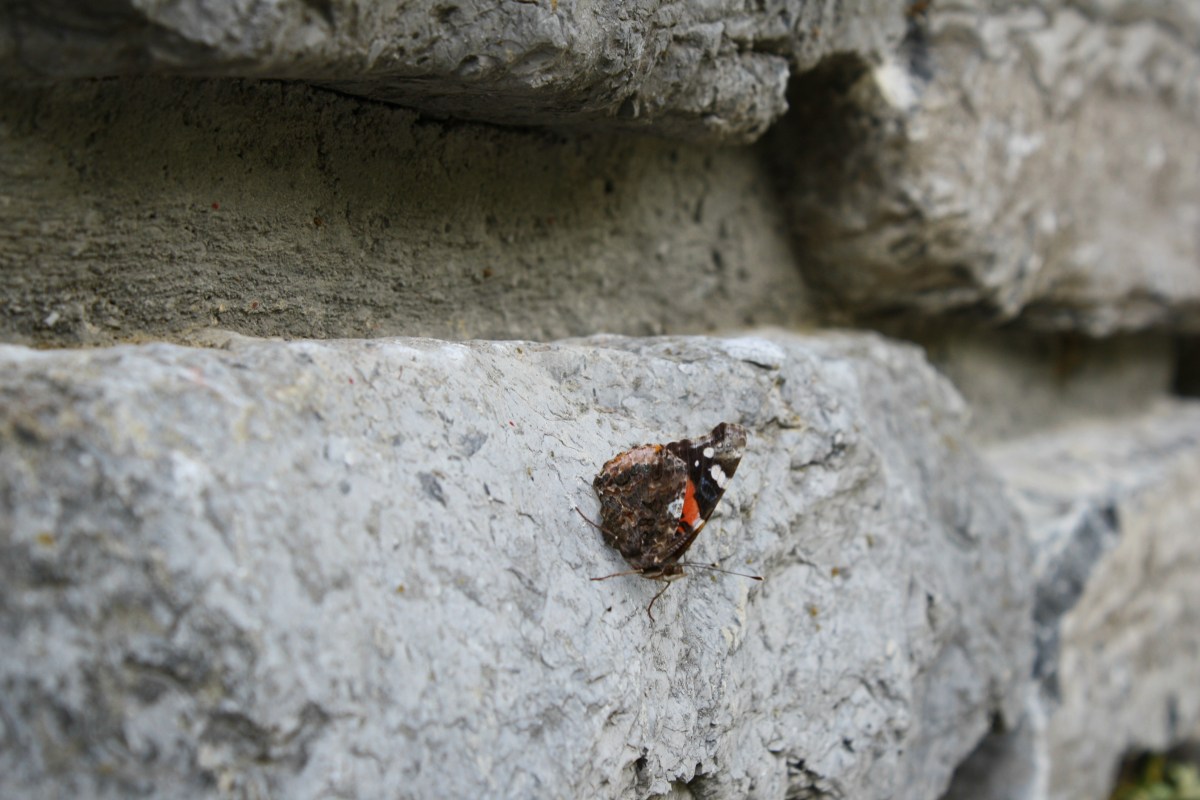 butterfly on rock