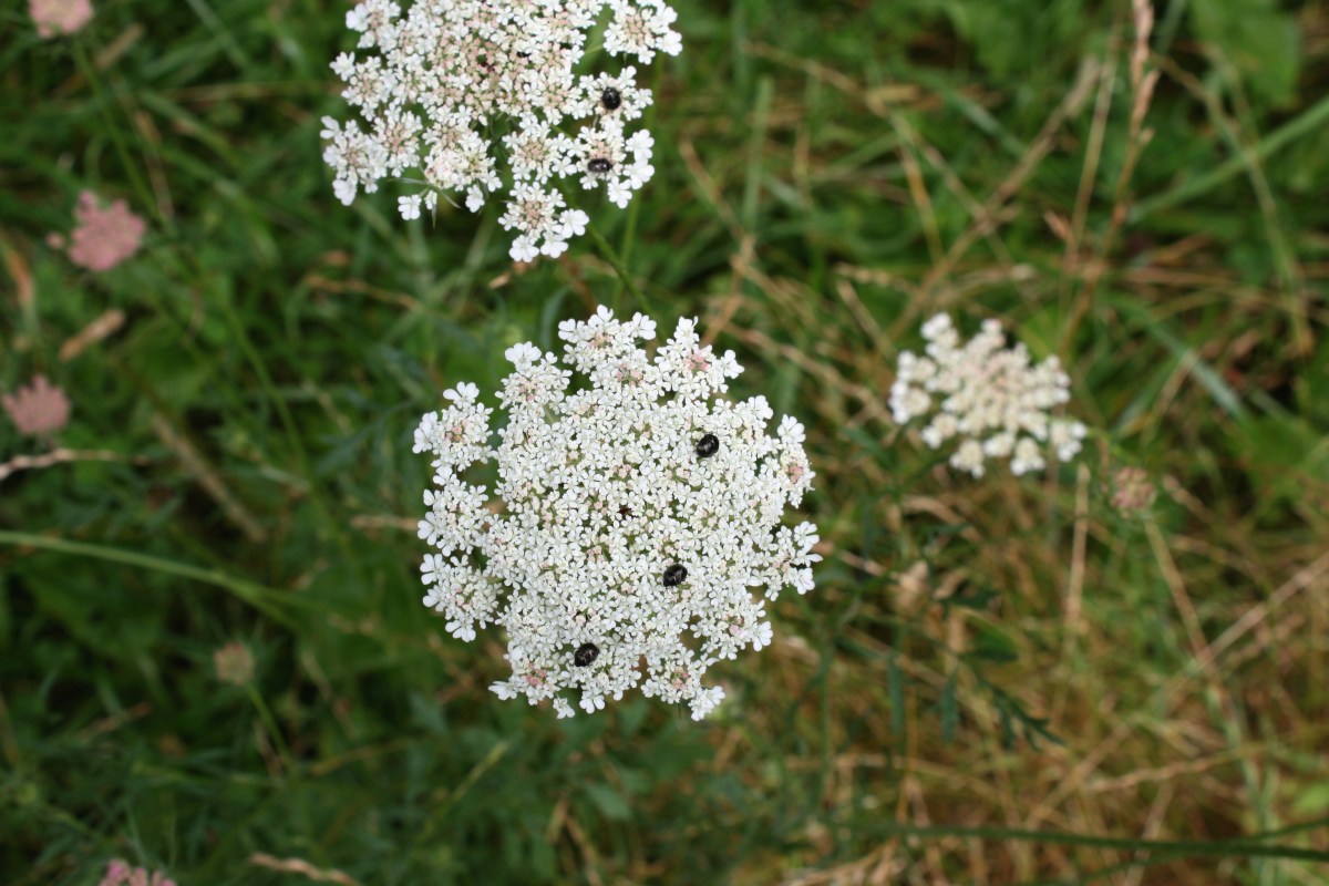 queen anne's lace