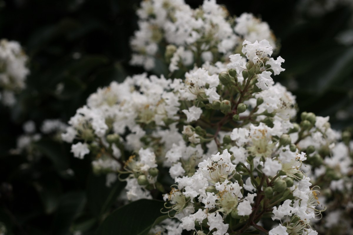 white summer flowers, leahwise.com