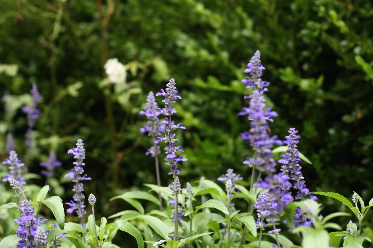 uva flowers, leahwise.com