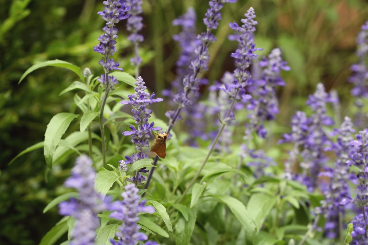 purple flowers and moth at uva, leahwise.com