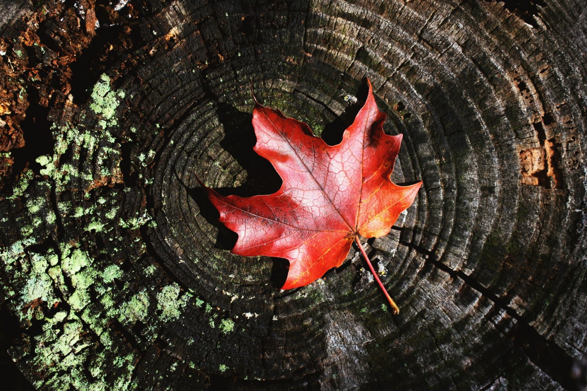 red leaf on tree stump