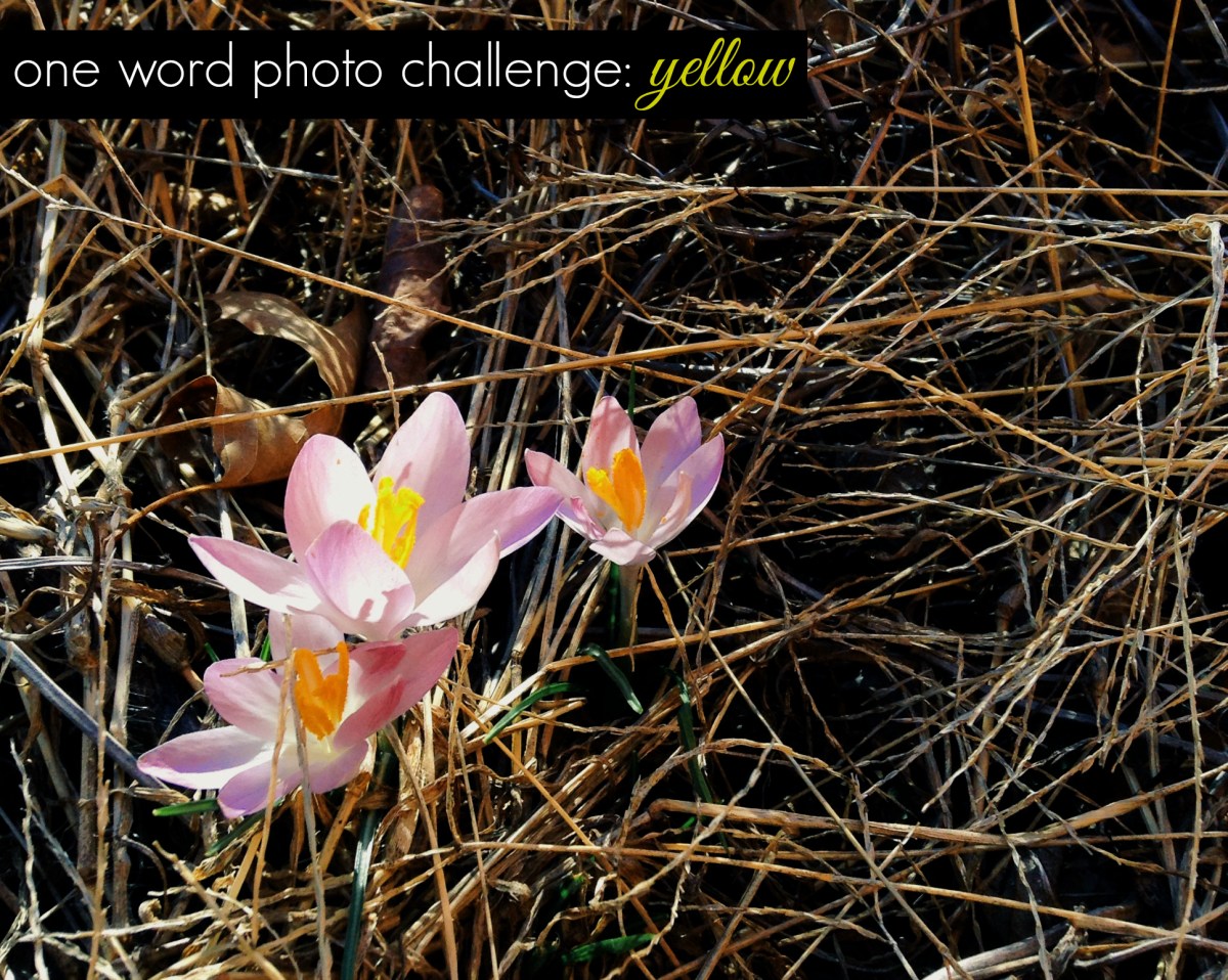 instagram one word photo challenge