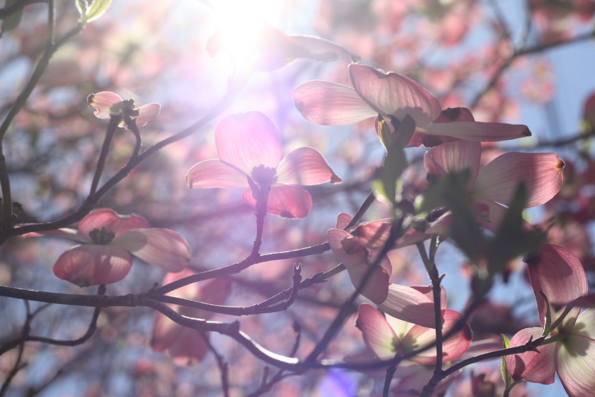 purple flowering tree and light