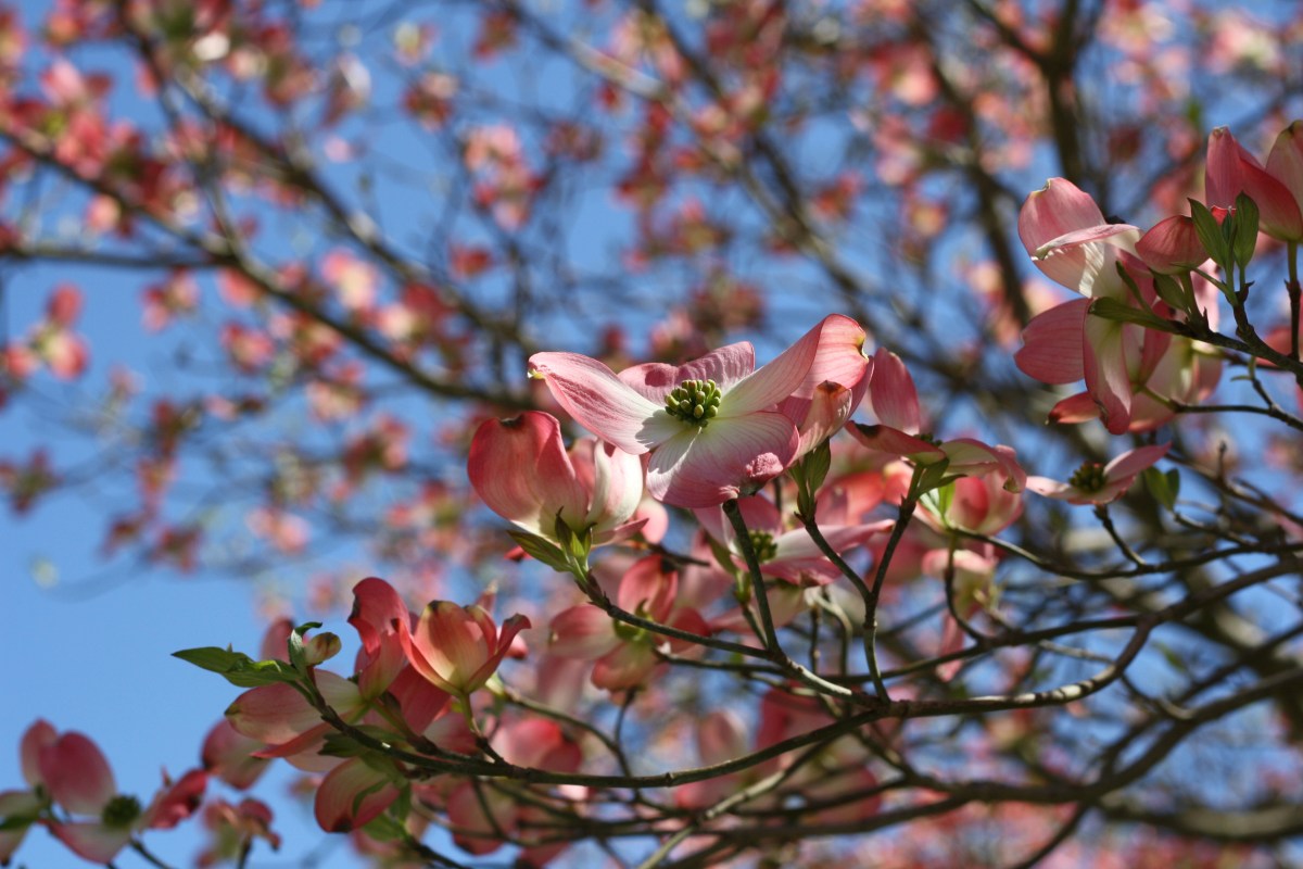pink dogwood