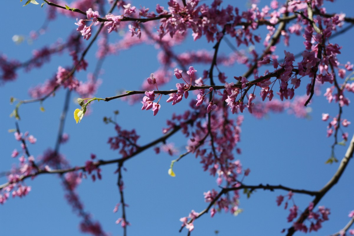 purple flowering tree